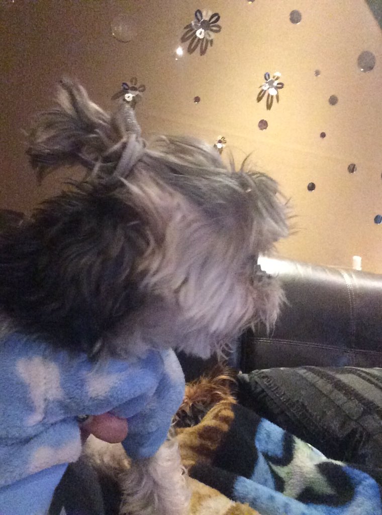 Orianamarierose's tweet photo. One of my dogs has a man bun #ProudMommy https://t.co/lRUnbp8gSG