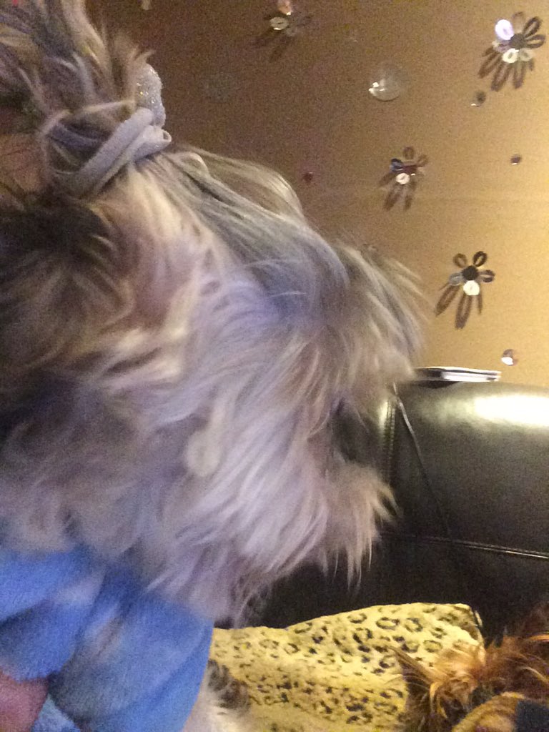 Orianamarierose's tweet photo. One of my dogs has a man bun #ProudMommy https://t.co/lRUnbp8gSG