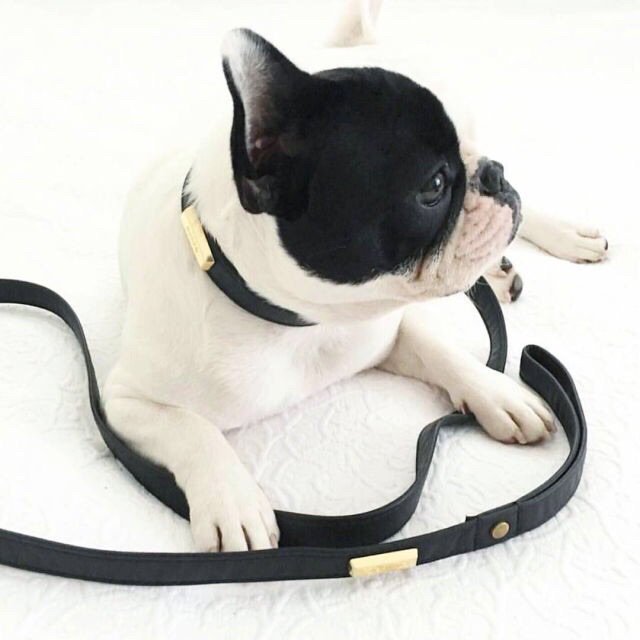 batpigandme's tweet image. Miss Olive looking oh so sophisticated in her @HoundCollection matching set...

buff.ly/1YBbp6I