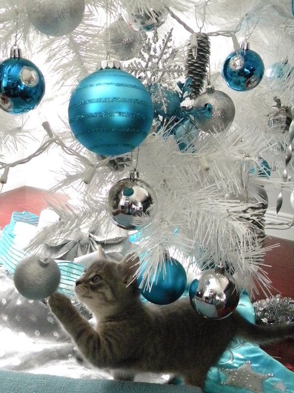 ampincivero's tweet photo. Need to go to my happy place... (Vintage shot of Ali as a kitten under the tree.) #Survivor #JoeIsGone #SayItAintSo https://t.co/l6Vp7Gp1qW