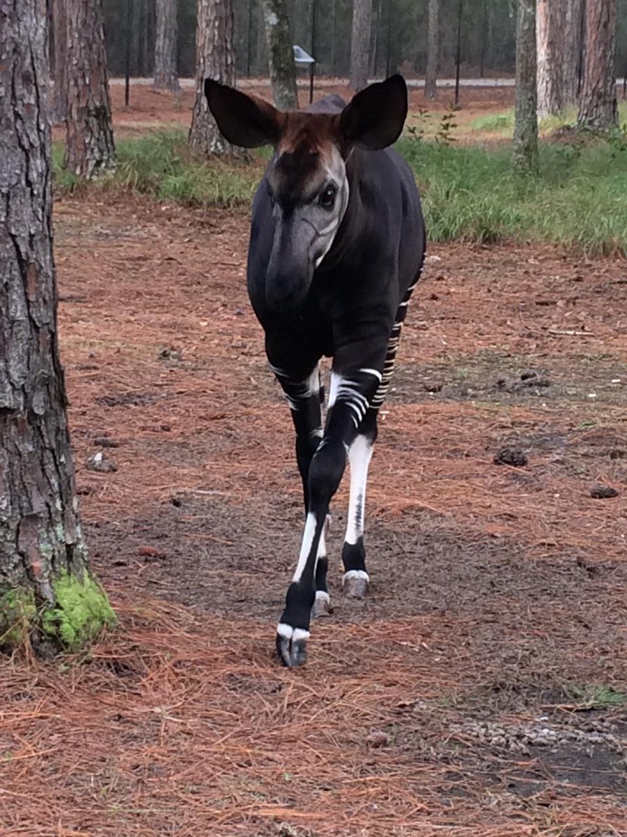 congoconvo's tweet image. Howard is the face of our campaign because his homeland in the Congo is in grave danger