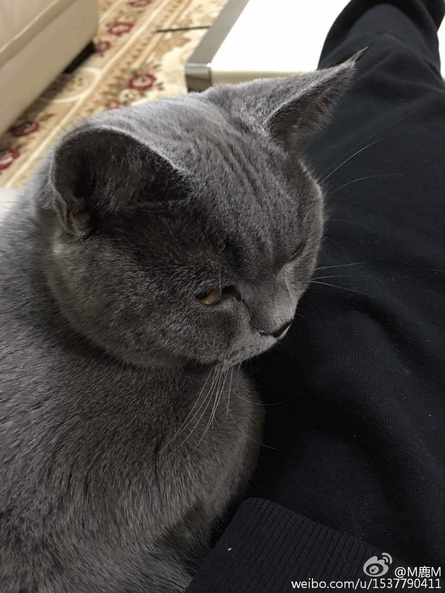 cicidede's tweet photo. "@luking0420: [NEWS]151203 #Luhan weibo update: Getting fat, it has a new name🐱🐱🐱😎😎😎 https://t.co/8lSi1OT92B" @siluetkucing baozi