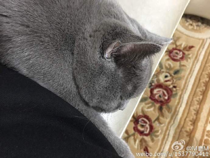 cicidede's tweet photo. "@luking0420: [NEWS]151203 #Luhan weibo update: Getting fat, it has a new name🐱🐱🐱😎😎😎 https://t.co/8lSi1OT92B" @siluetkucing baozi
