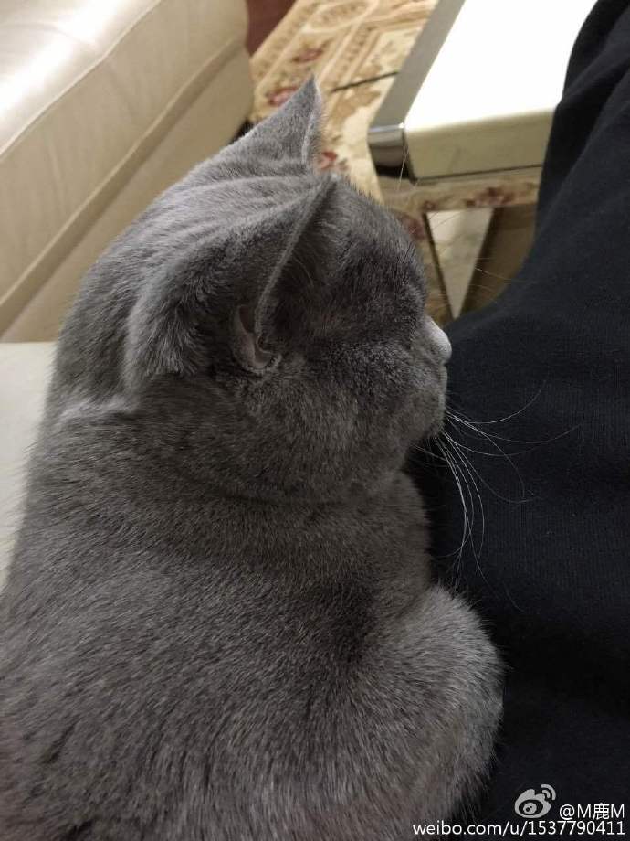 cicidede's tweet photo. "@luking0420: [NEWS]151203 #Luhan weibo update: Getting fat, it has a new name🐱🐱🐱😎😎😎 https://t.co/8lSi1OT92B" @siluetkucing baozi