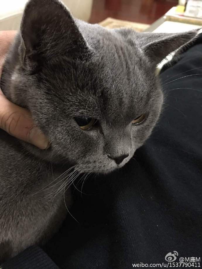 cicidede's tweet photo. "@luking0420: [NEWS]151203 #Luhan weibo update: Getting fat, it has a new name🐱🐱🐱😎😎😎 https://t.co/8lSi1OT92B" @siluetkucing baozi