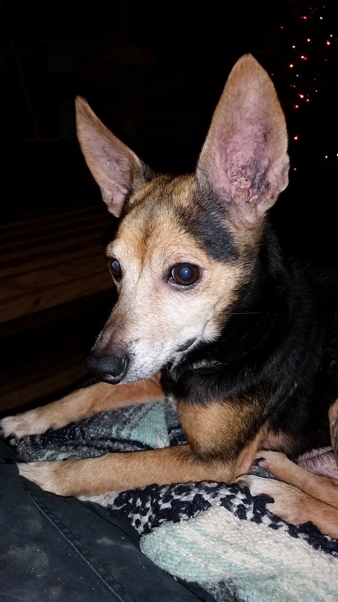 wagar90's tweet photo. All ears https://t.co/CuxMMYzK6O