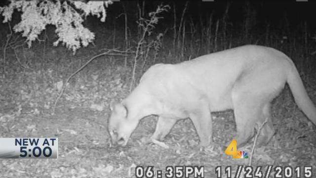 WSMV's tweet photo. Cougar spotted on camera in Middle Tennessee. https://t.co/QXUMcML8XU https://t.co/F4W5RN6bue