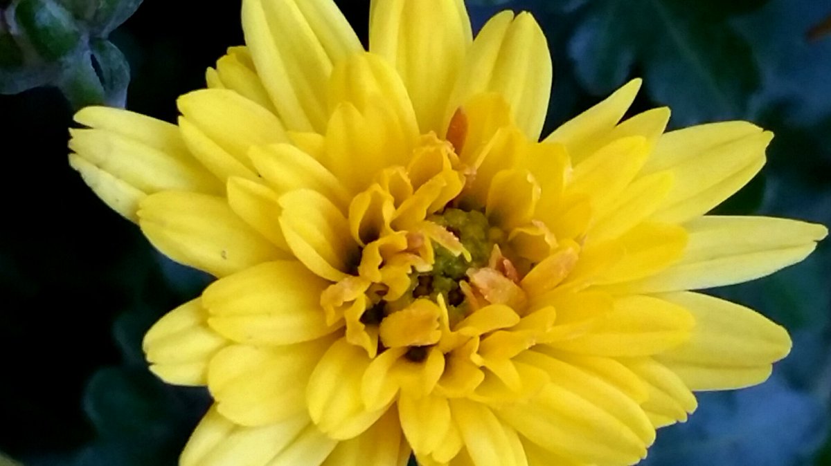 #겨울 
초겨울아침의 국화
(20151203/의정부)

짝사랑, 실망이라는 꽃말이 어울리지 않는 이쁜노란국화가 아침을반깁니다 행복한 하루들 되세요 ~~~^^
 youtu.be/3mGcN2CMpwM