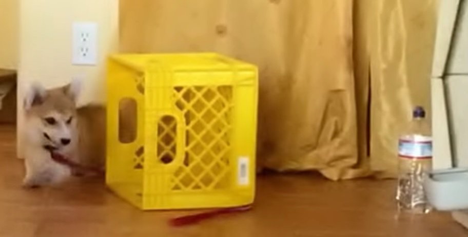 Corgi Chases his own Leash puls.ly/v8Fa6w