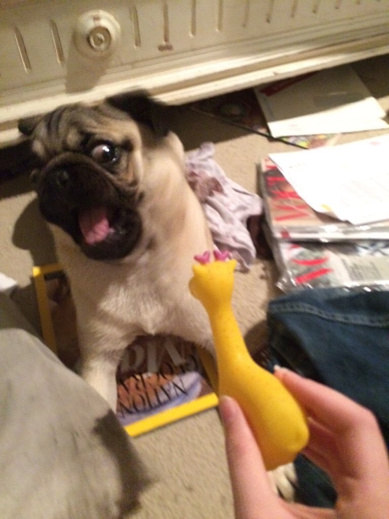 This is Pippin. He is terrified of his new little yellow giraffe. 11/10