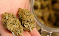 Inside Cannabis tweet media