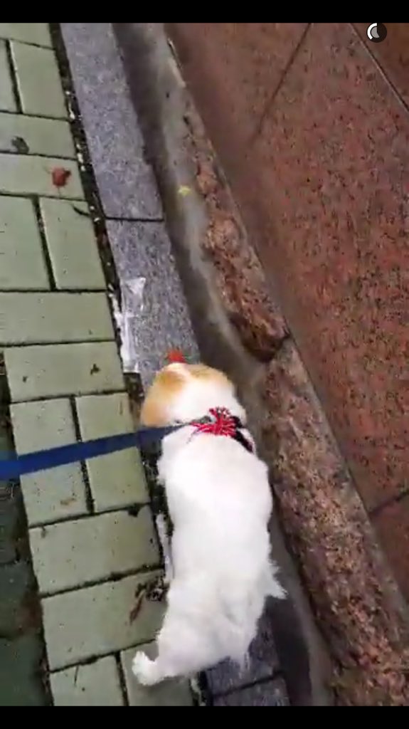 埋め込み画像への固定リンク