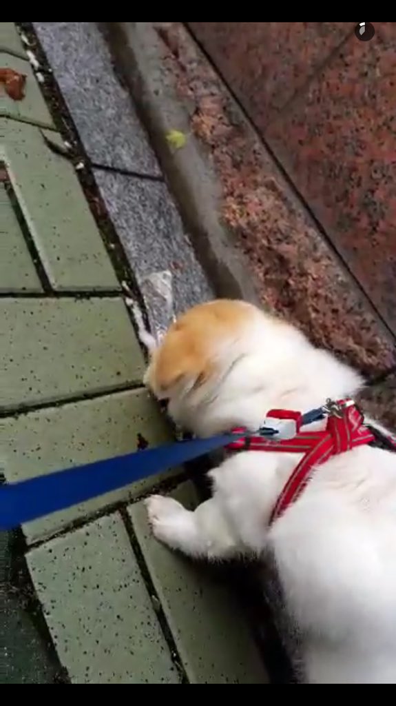 埋め込み画像への固定リンク