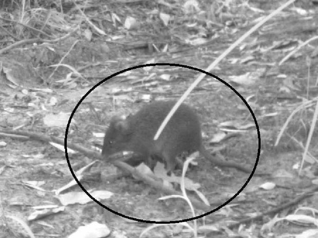 WWF_Australia tweet media