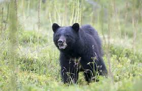 Mountain Rainer NP tweet media