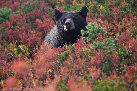 Mountain Rainer NP tweet media