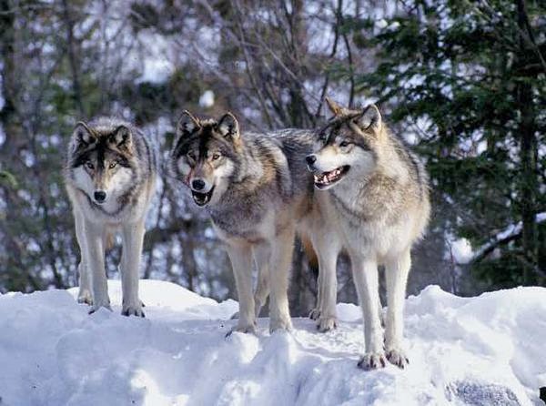 Mountain Rainer NP tweet media