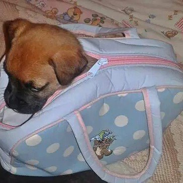 lovers_boxer's tweet photo. Haha I took him anywhere and everywhere wherever I want. 💖💜🐩☺💜💕
#collarbuddies #collarbuddies #boxer #boxers #boxer… https://t.co/Ayoj4cea7z