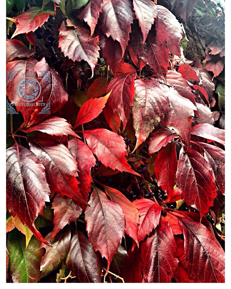 Alb_Photoshoots's tweet photo. The #powerful #colors of #automn. #Red #leaves. https://t.co/EDn3QzD0ah