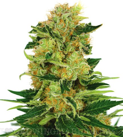HerbAndStuff's tweet image. Pineapple haze
ow.ly/VjN9X 
#growingpot #growingweed #marijuanaseeds