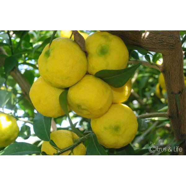 citrusandlife's tweet photo. Nuestro #Yuzu y otros #cítricos hoy en #oferta hasta las #12pm #citrusweek #AquiyAhora #freshyuzu #felizjueves https://t.co/BNtSgcSbd6