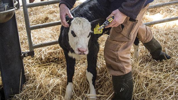 FarmersWeekly's tweet image. Northern Ireland to introduce mandatory #BVD testing for newborn calves bit.ly/1XB9bag