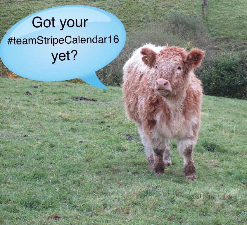 newlandfarm's tweet image. #teamStripeCalendar16 raising money for good causes @staystrongstu @CHSW #cattle #Exmoor #Galloways #grassfed