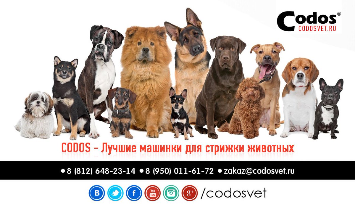 Skyteacher's tweet photo. https://t.co/3Tl5Imo9RH #машинкадлястрижки #груминг #codos #codosvet #grooming #doggrooming #catgrooming https://t.co/iAO2pDZ2At