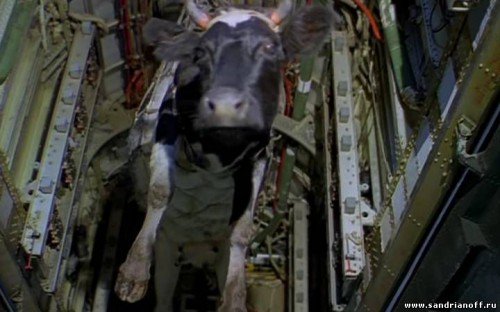 ALEALJE's tweet image. Cтратегические бомбардировщики Ту-160,Ту-95МС и Ту-22Мз.
Три ТУ
#Ту160 #Ту95
chagan-tranzit.ru/?p=12185
#chagan #чаган