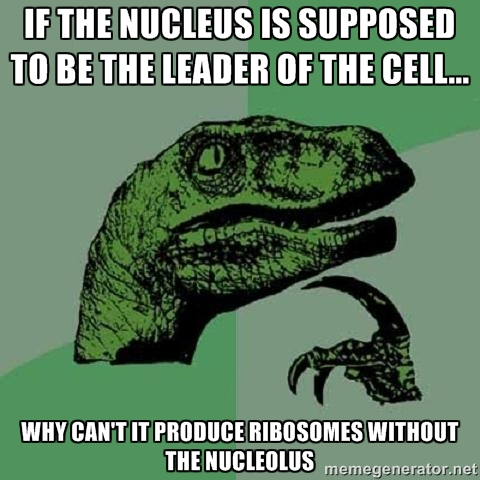 NuCleolis4Pres's tweet photo. @Nucleuslikaboss #LCHScellwar https://t.co/qBsG5kOx4u