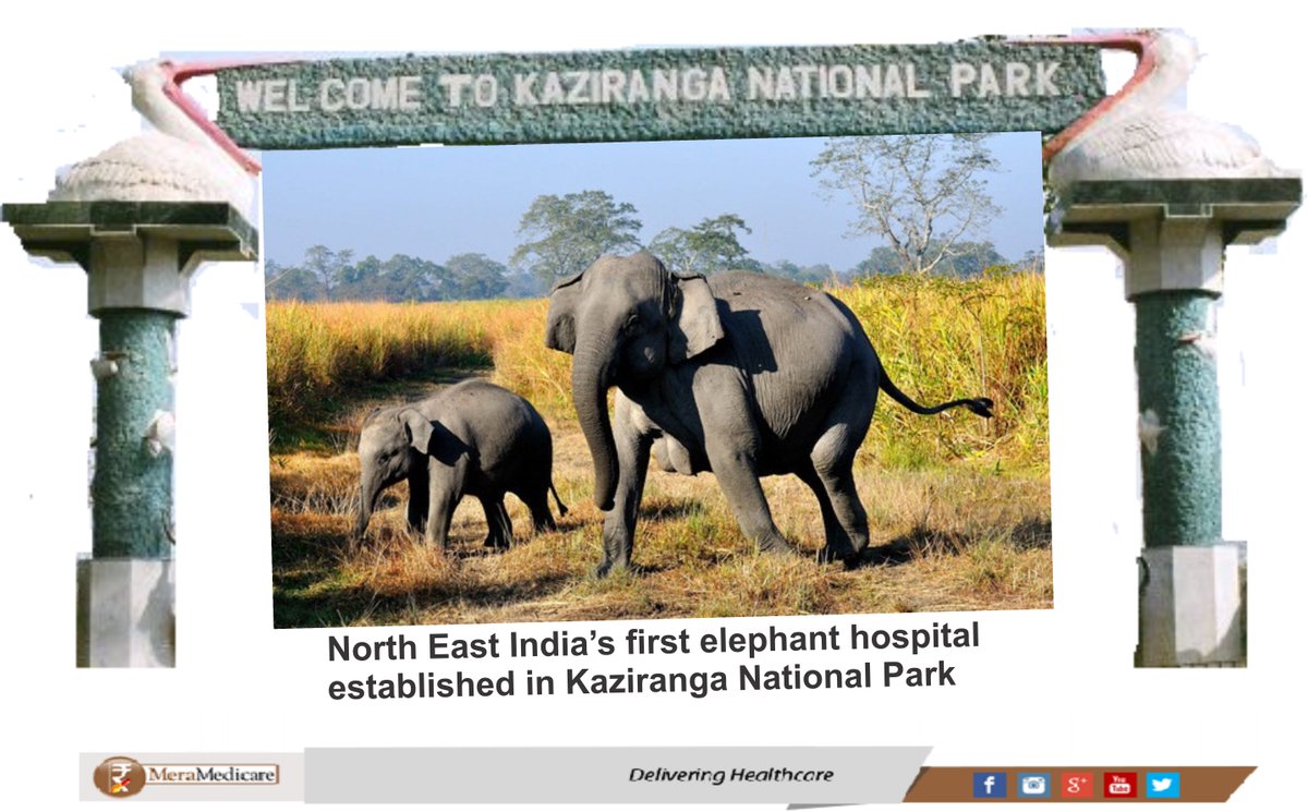 nihal_msd's tweet photo. #MeraMedicare #Healthcare #BuyOnline #HomeDelivery #GoDigital  #Freebies #PriorityDelivery #Wildlife #Kaziranga https://t.co/KpkISQSEfD