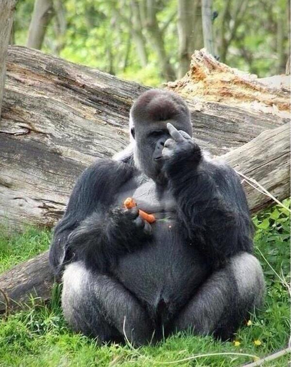 ComedyHaze's tweet photo. When someone calls me fat while Im eating https://t.co/R1IgSyxwJk