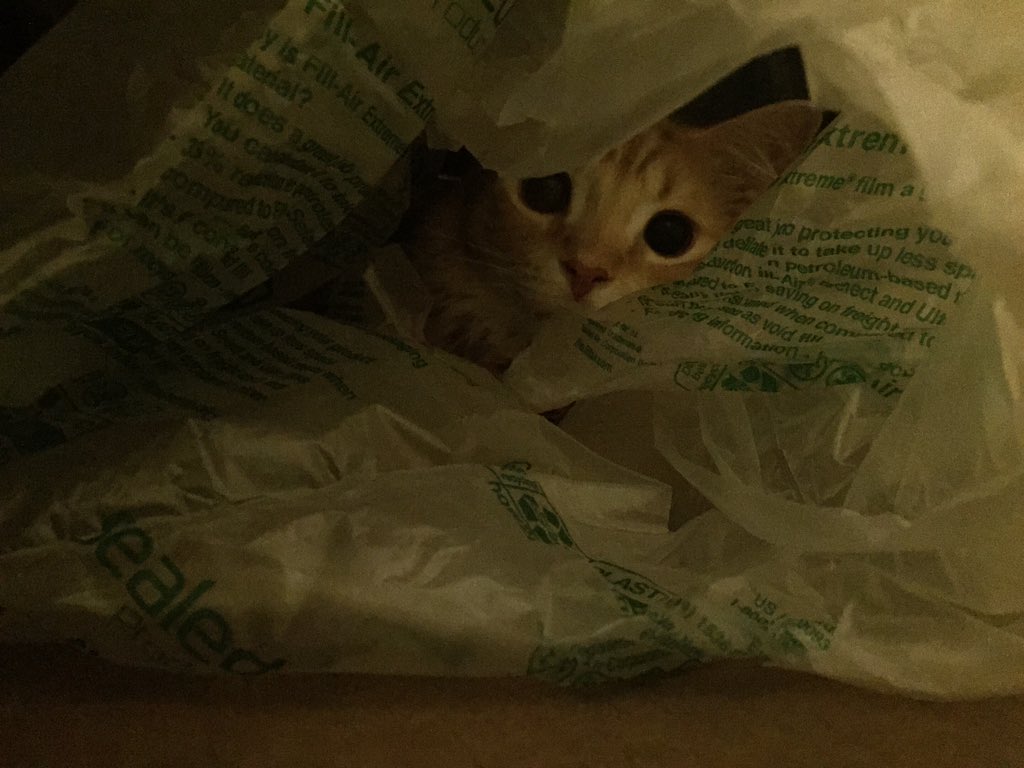 RyeTheCat's tweet photo. I really enjoy hiding in garbage. https://t.co/F8zosqxRen
