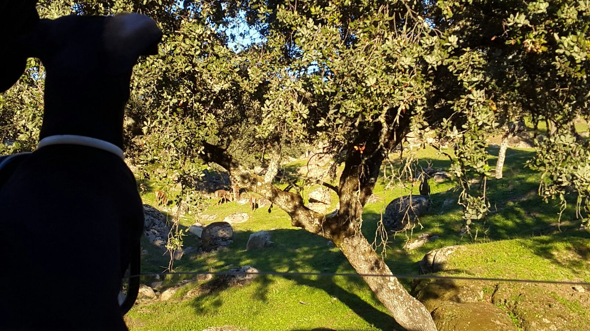 tiendadeoptica's tweet photo. #venado #campo Encaro los #prismáticos, busco el sonido y allí están junto a los #alcornocales .Estoy en el #paraíso https://t.co/J9SDQAWYDF