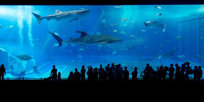 “La Notte con gli squali” all’Acquario di #Genova
liguria24news.it/2015/12/03/la-…