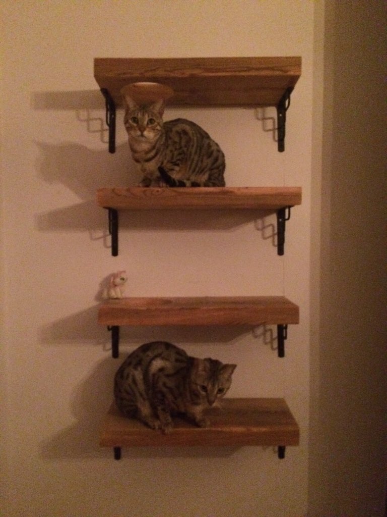ashleaharford's tweet photo. @SquiggleFrog loving the cat shelves meow https://t.co/wrBEJ2lLqA