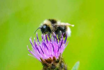marcthevet's tweet photo. 'Save British bees! Tell @Waitrose to stop selling #RoundUp - dangerous herbicide' Sign/RT: https://t.co/VyqdtStj1H https://t.co/hznYOR2ljc