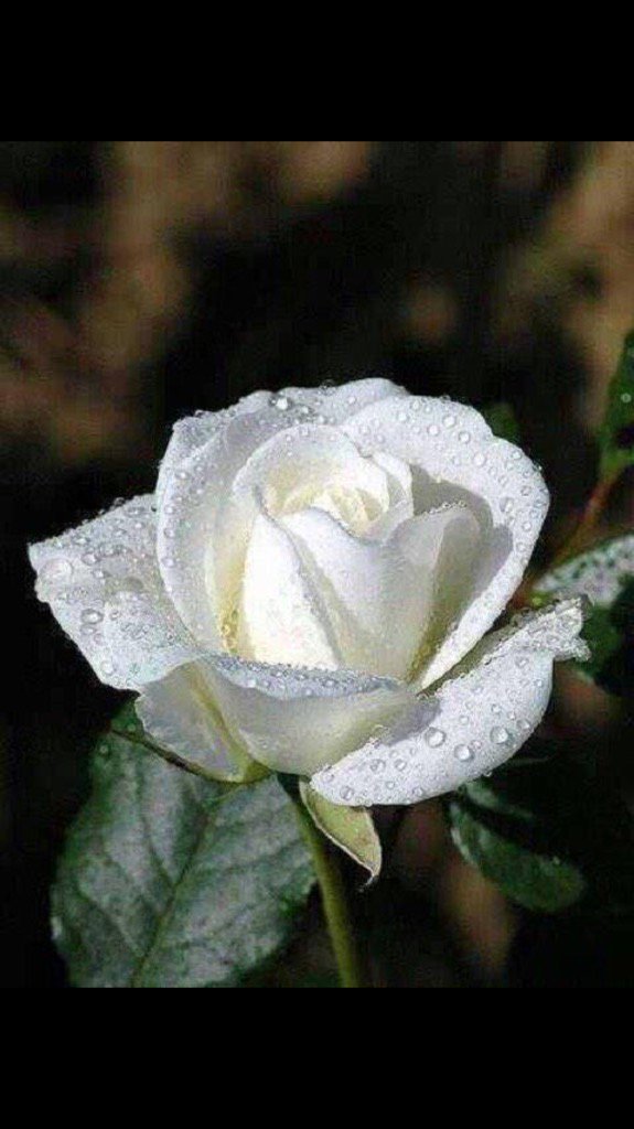 ﻣﺎ ﺧُﻠﻘﻨﺎ ﻟﻨﻴﺄﺱ ! ﺧُﻠﻘﻨﺎ ﻟﻨﻘِﻒ ﻋﻠﻰ ﺷُﺮﻓﺔ ﺍﻟﺤﻴﺎﺓ
ﻭَﻧَﺨﻮﺿﻬﺎ ﻣُﻄﻤﺌﻨﻴﻦ ﻭﺍﺛﻘﻴﻦ بالله ،،
أسعد الله مساءكم