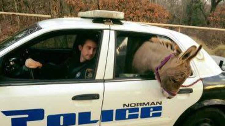 DCPimplants's tweet image. Free #donkeyrides! #Police give #donkey a free ride, read the #funny story in our #blog

dentalcareplus.org.uk/blog/police-fr…