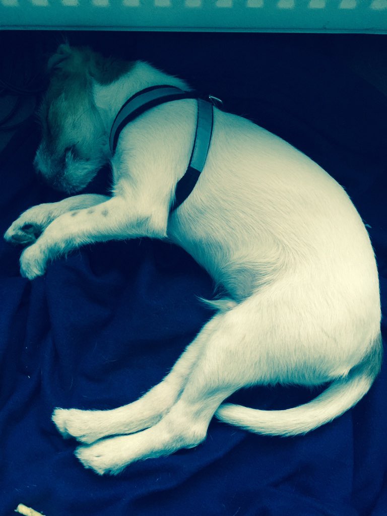 Grottan_Z's tweet photo. asterix vilar sig lite innan draggens PK! #tradingdog https://t.co/9lVFn4mLt5
