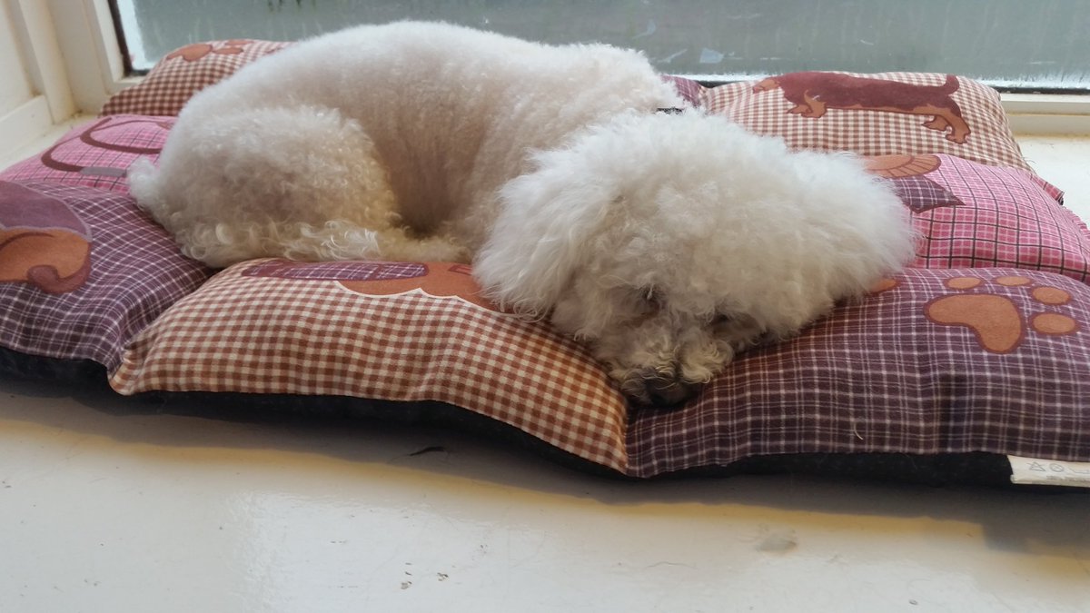 PoochinisPet's tweet photo. Lunchtime snoozing after my pamper ❤ https://t.co/34XX4eK3B7