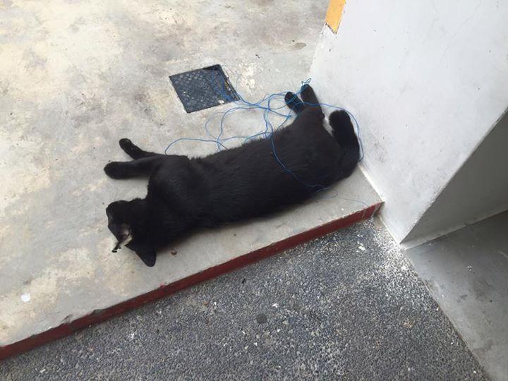 Embedded image permalink