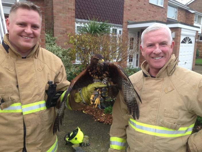 BBCLookEast's tweet photo. Lilo the hawk rescued from TV aerial by firemen in Essex https://t.co/msxJpeFwrX https://t.co/PvlSg8LBHj