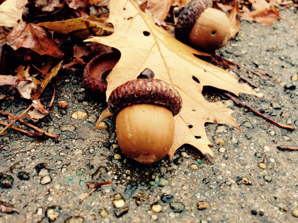 How many stories will you read today that use the word "kerfulffle?" This one from John… dailydoseoflit.com/2015/12/03/sto…