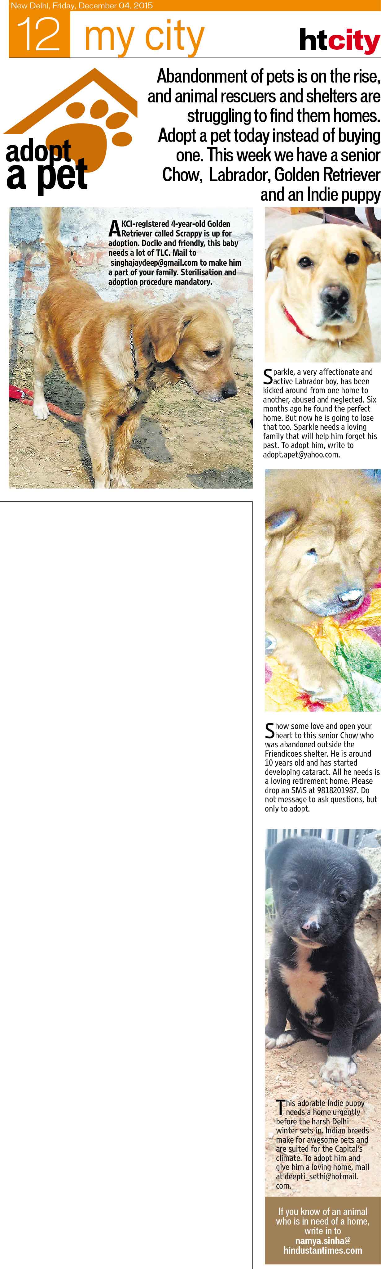 Why Should You Adopt A Dog Instead Of Buying One