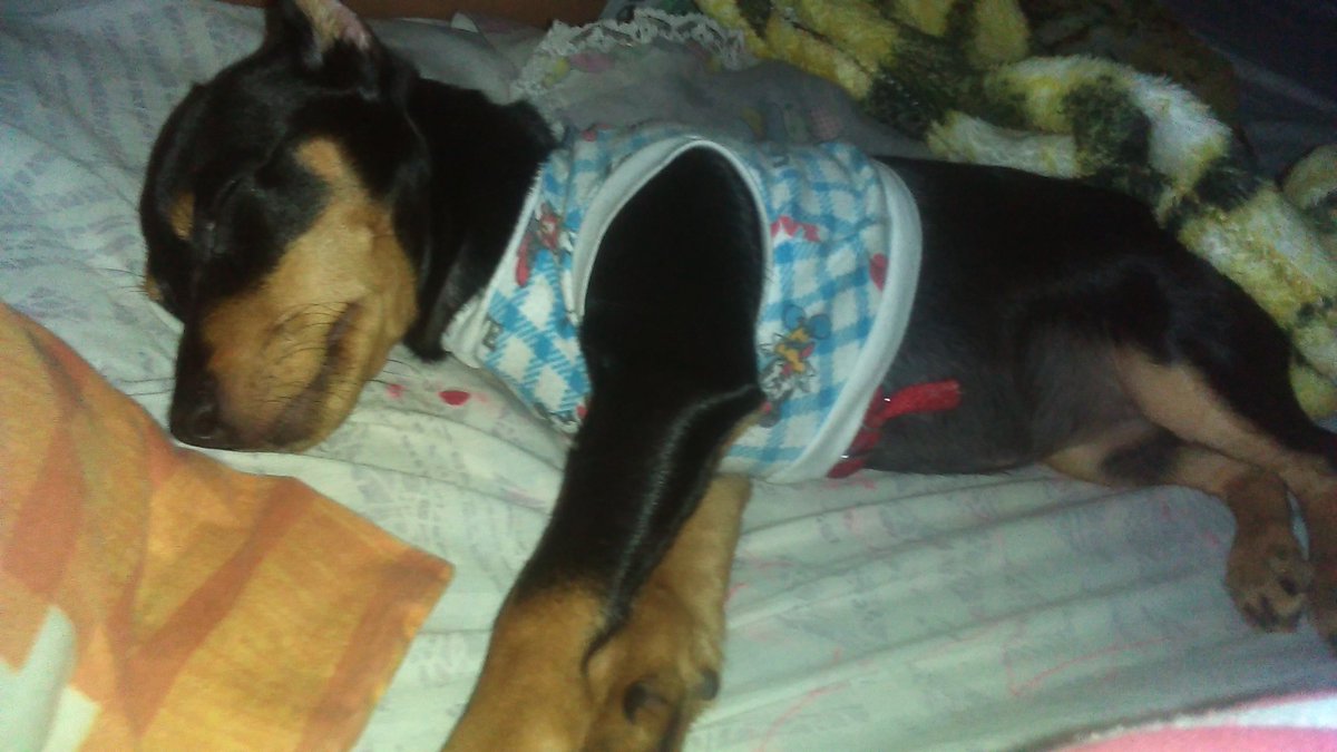 MCSG17's tweet photo. Yo Duermo Rico Al Lado De Mi Hermanita😍🐶😍👌 https://t.co/o2YH06rzwD
