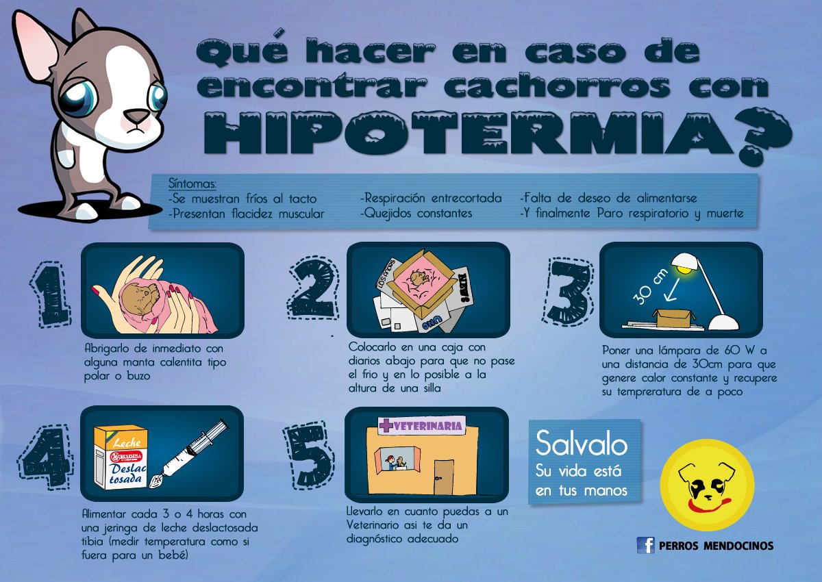 guardiacivil's tweet photo. Llegado el caso... ¿Sabrías actuar si encuentras una mascota abandonada con síntomas de #hipotermia?

⌛️
⌛️
⌛️ 

#YoSiPuedoContarlo 
https://t.co/Y57njgB7EK