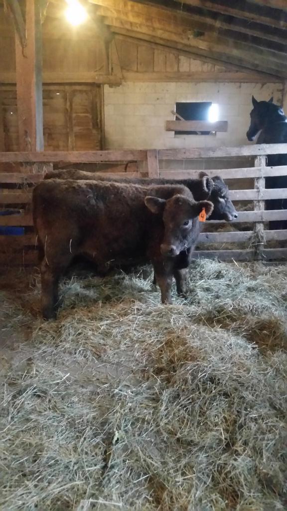 rhonfarm's tweet photo. Cattle on our farm, sure missed them. Our families beef next year and someone else's . #beef16 #cattleinmyblood https://t.co/qVgcH8cGLu
