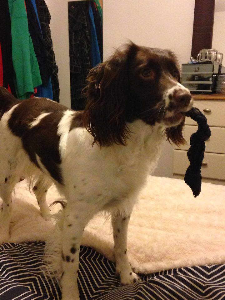 Daisy looking very happy with her new toy, however she is not willing to share!!! <a href="/Woofbed/">WoofBed.co.uk Where Dogs Sleep Better</a>