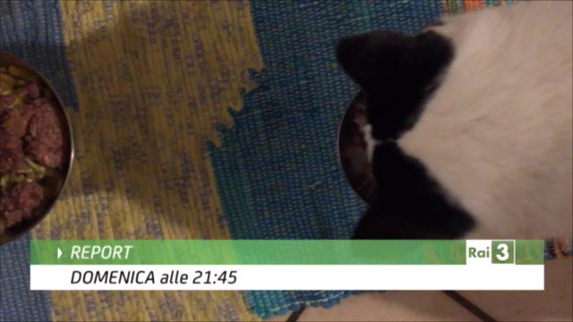 reportrai3's tweet photo. Pet food, un business che trasforma gli scarti di macellazione in oro. Domenica 21.45 #Rai3 https://t.co/Tq1xfmQ5bT https://t.co/B0i3aCFwVp
